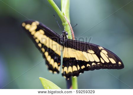 King Swallowtail Butterfly