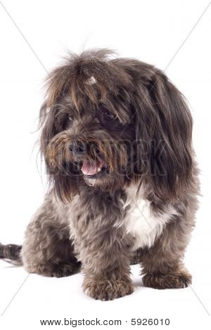 Meraklı bir siyah Bichon resmi