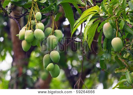Green Mangoes On A Tree