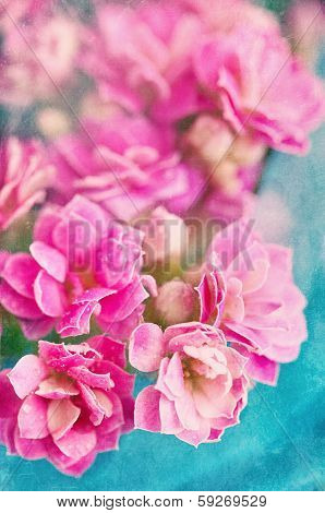 Kalanchoe flowers