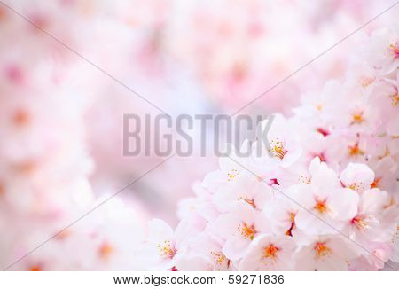 Japanese cherry flower