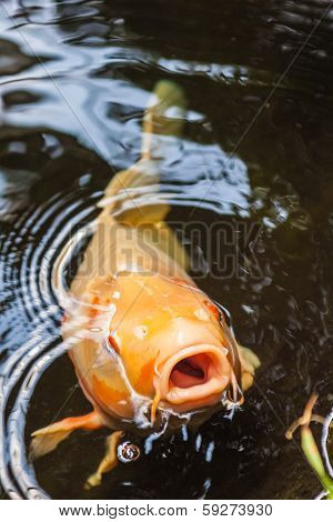 Koi Carp