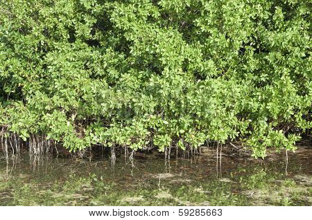 Mangroves In Lagoon