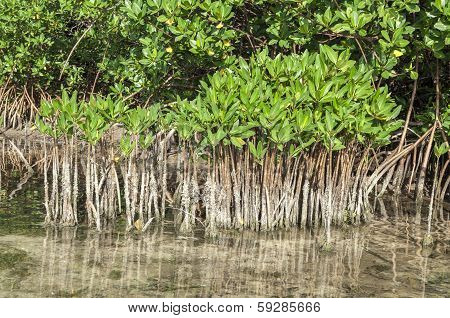 Young And Mature Mangroves