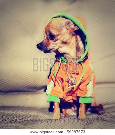 a chihuahua with a hoodie and jewelry on done with a vintage retro instagram filter