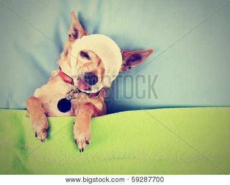 a photo of a tiny cute chihuahua done with a vintage retro instagram filter