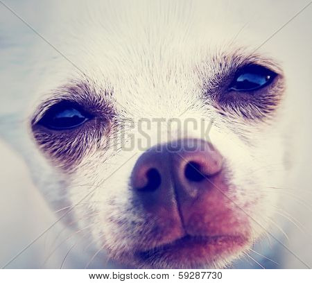 a tiny chihuahua with the focus on the eyes done with a vintage retro instagram filter
