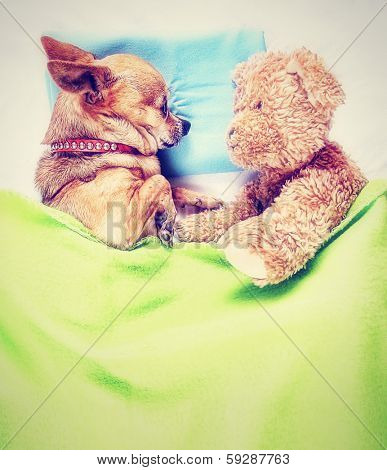 a cute chihuahua sleeping next to a teddy bear done with a vintage retro instagram filter