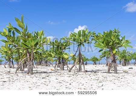 Young Mangroves On Beach