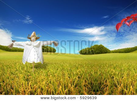 Strach na wróble pole