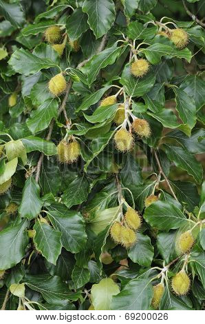 Beech Mast On Tree