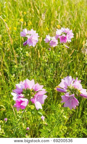Bright Pinkish Purple Flowering Common Mallow From Close