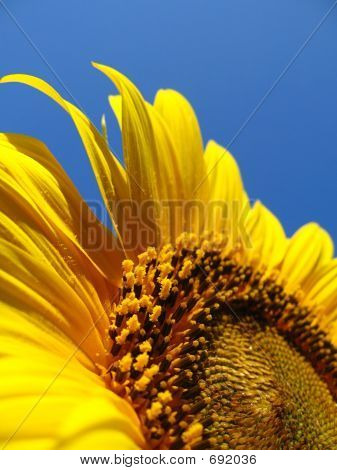 floareasoarelui