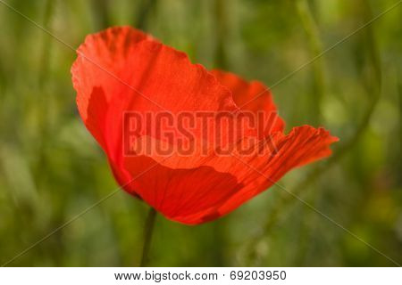 Poppy Flower