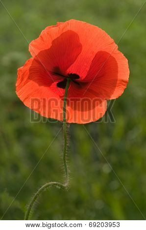 Poppy Flower