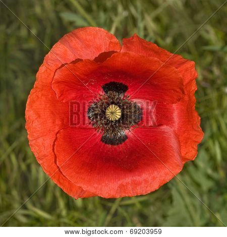 Poppy Flower