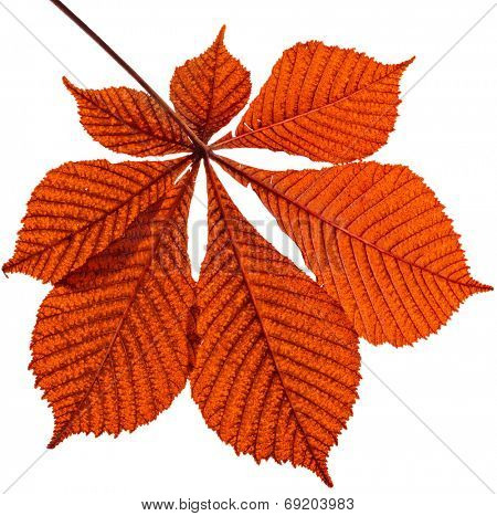 One Single Leaf of horsechestnut tree close up (Aesculus hippocastanum) isolated on a white background