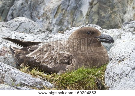 Female Antarctic Or Brown Skua Who Sits On The Eggs In The Nest