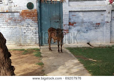 small bull 7