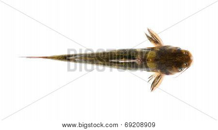 Catfish isolated on white