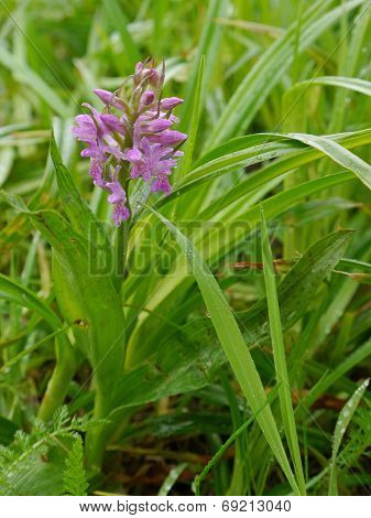 broad - leaves marsh orchid