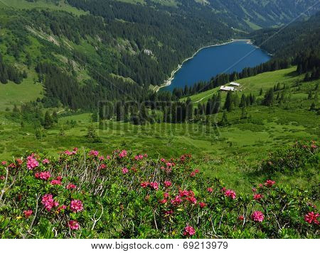 Alpenrosen And Lake Arnensee