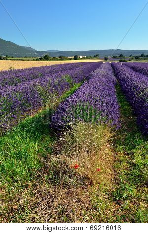 Lavender Field
