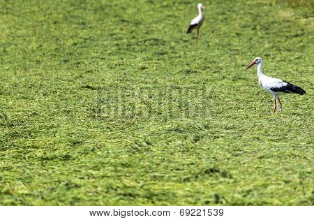 Stork Running Around The Grass Field