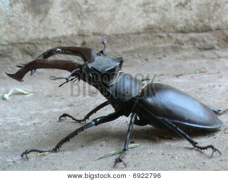 只是一个 bug