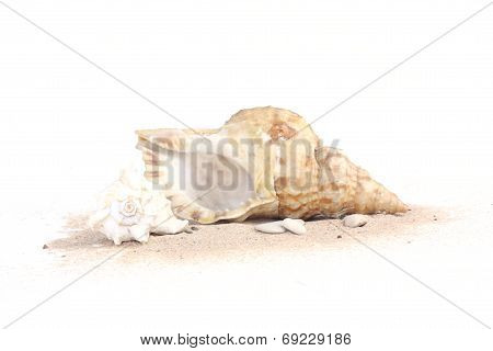 Two Seashells On Sand Isolated On White Bakcground