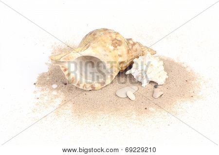 Two Seashells On Sand Isolated On White Bakcground