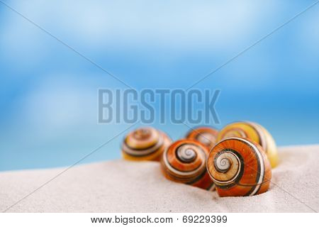 bright polymita shells on white beach sand under the sun light, shallow dof