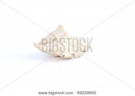 Seashell Isolated On White Background