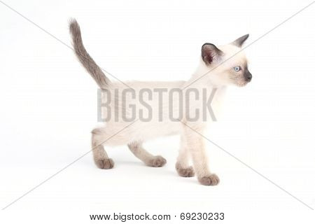Baby A Thai Kitten Is A Traditional Or Old-style Siamese Kitten