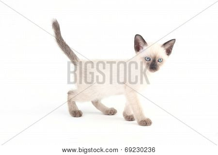 Baby A Thai Kitten Is A Traditional Or Old-style Siamese Kitten