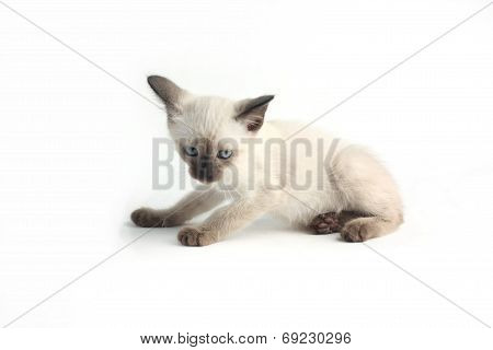 Baby A Thai Kitten Is A Traditional Or Old-style Siamese Kitten