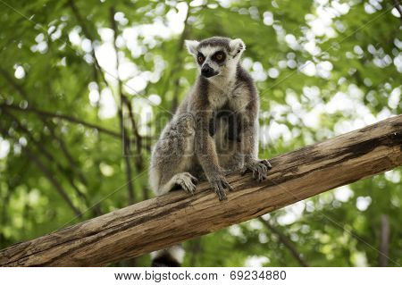 Ring-tailed Lemur