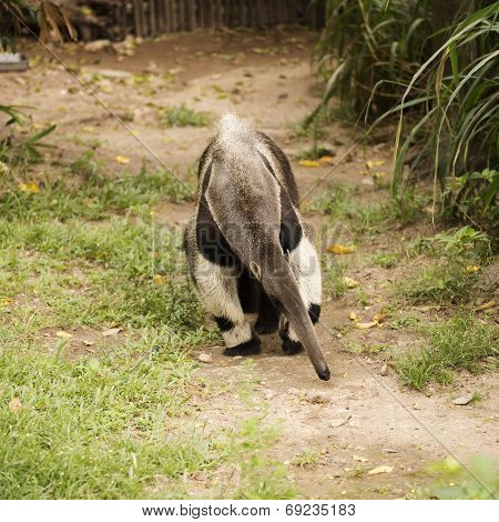 Giant Ant Eater Walking