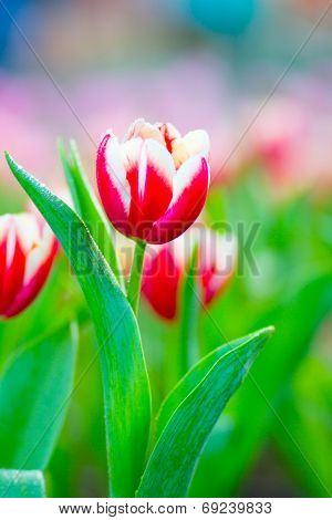 Beautiful Tulips flower with bokeh