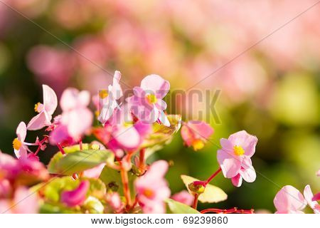 Beautiful bouquet of Begonia