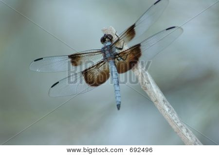 Libélula en un palo