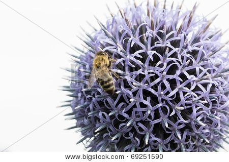 Honeybee On Thistle
