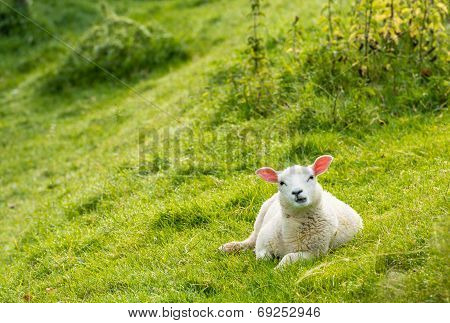 Curiously Looking Lamb