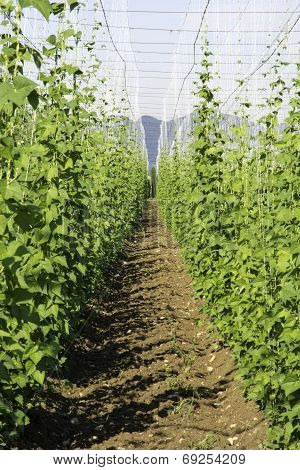Hop crop and the blue sky