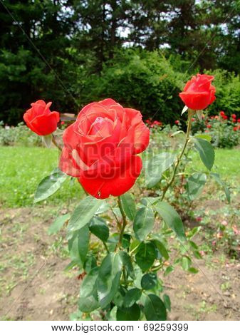 Comet Rose