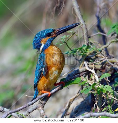 kingfisher in natural habitat (alcedo atthis)