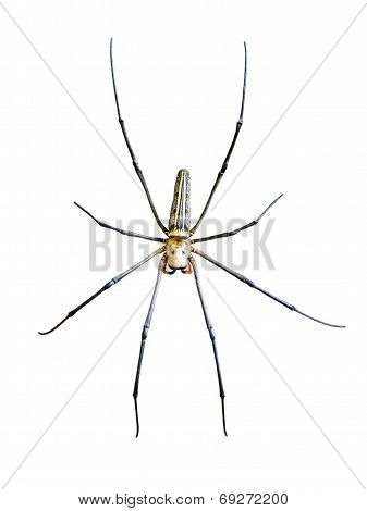 Golden Orb Spider (nephila Pilipes)