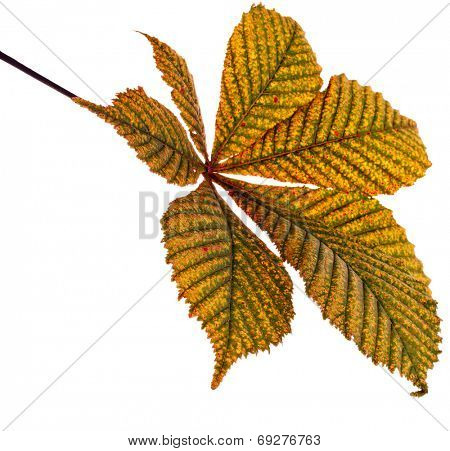 One Single Leaf of horse chestnut tree close up (Aesculus hippocastanum) isolated on a white background