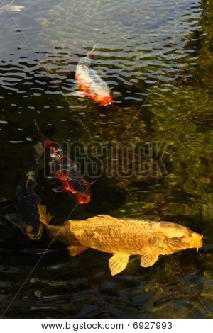 Carpe japonaise