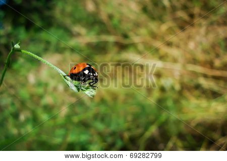 Beetle On A Reed